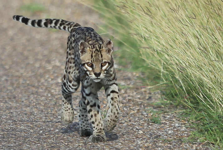 Ocelot prowling in the wild
